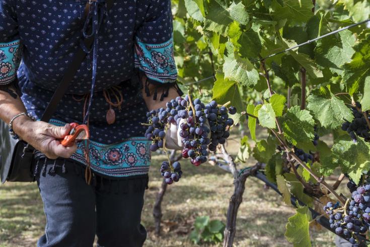 Commission approves Cypriot support scheme for wine producers