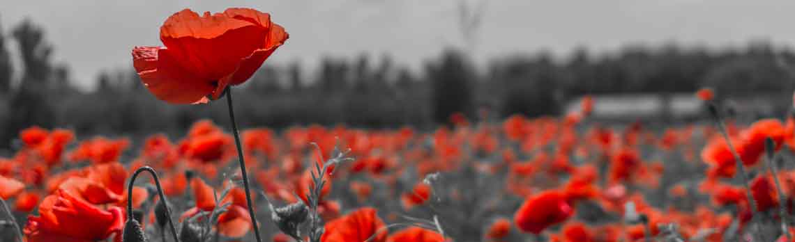 Details of the Remembrance Day Parades taking place in Enfield on 14 November