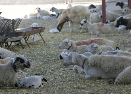 The government is working towards modernizing the agricultural sector, says Cyprus’ Minister of Agriculture