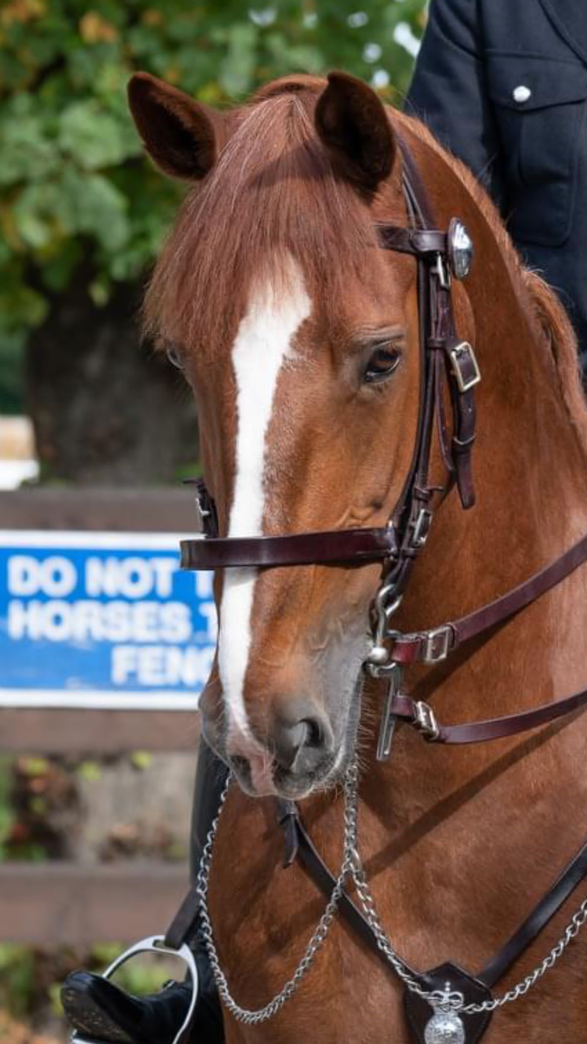 Death of police horse at Notting Hill Carnival