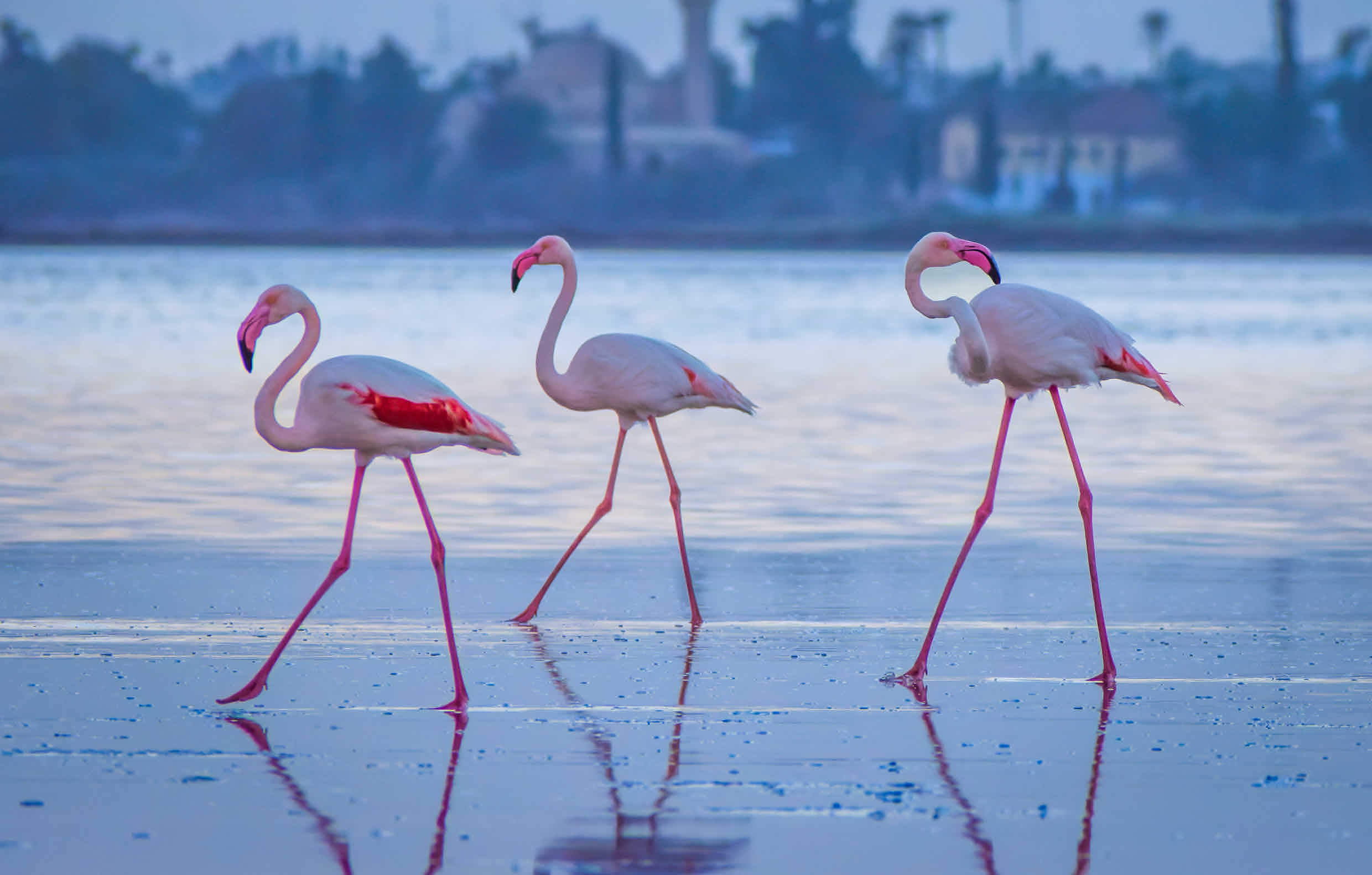 What Larnaka has to offer this Winter