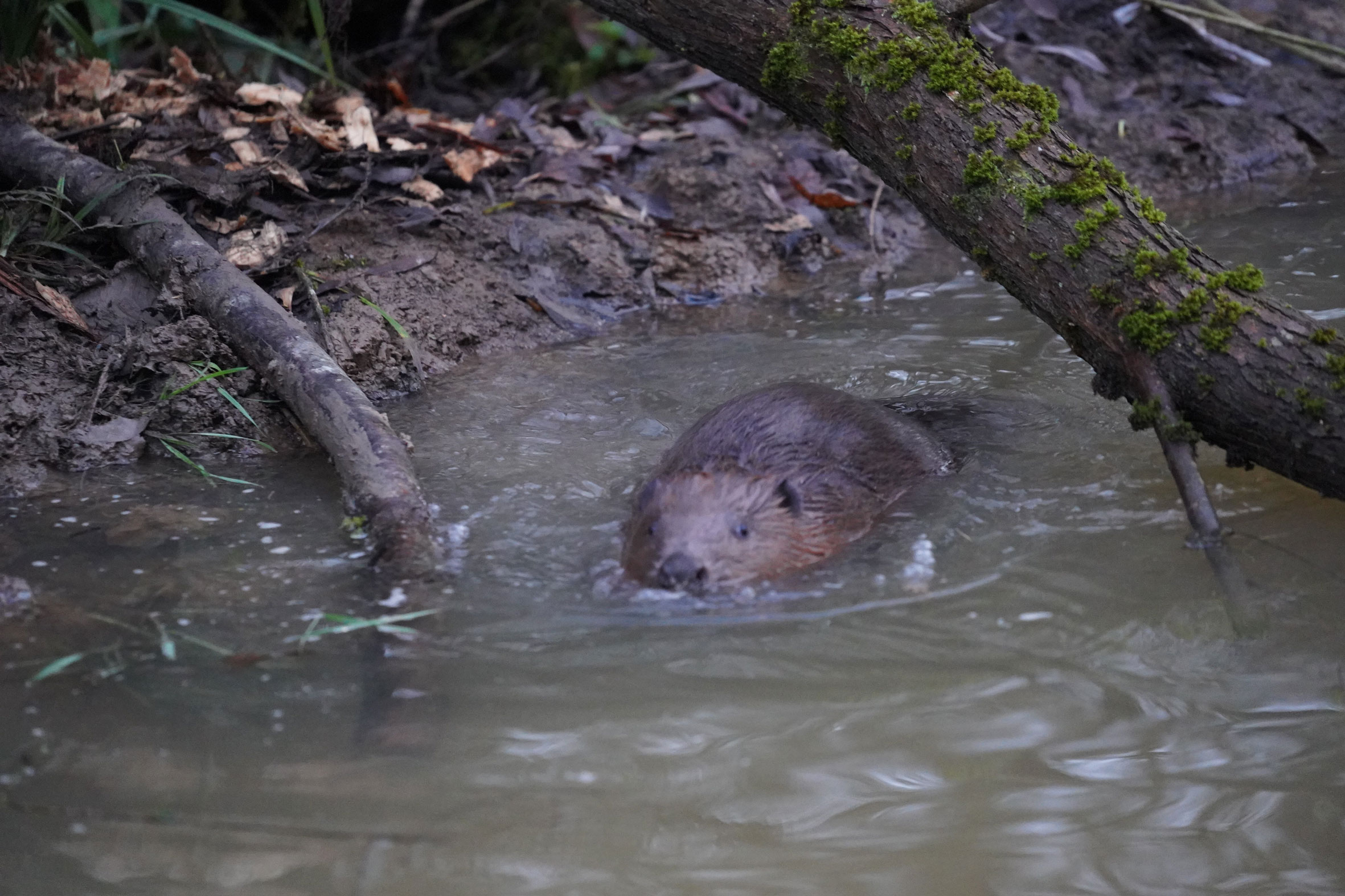 Beavers to get a home extension with £50,000 funding in Enfield