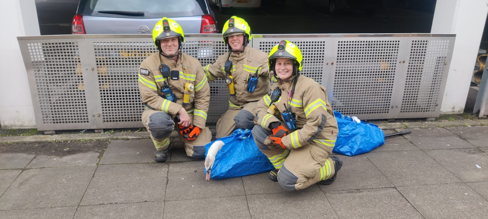 Swan rescue – Wembley