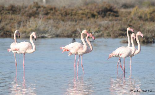 Flamingos return to Akrotiri wetland