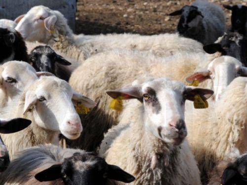 The situation in Cyprus regarding the spread of foot-and-mouth disease has stabilised,