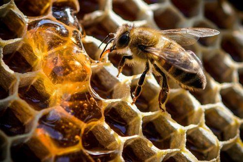 Beehives number down in Cyprus in 2023, according to Eurostat