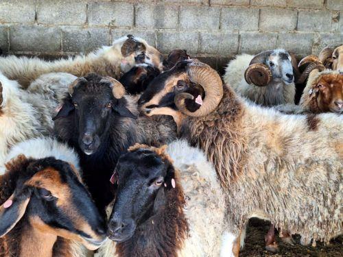 Cyprus and Greece step up FMD cooperation