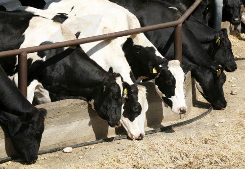 Almost 30,000 animals have been culled, website for FMD launched ìn Cyprus