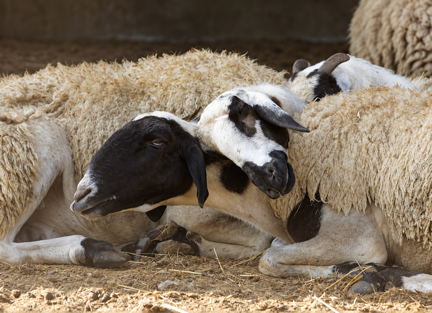 Ten animals die as bluetongue affects three Cyprus farms